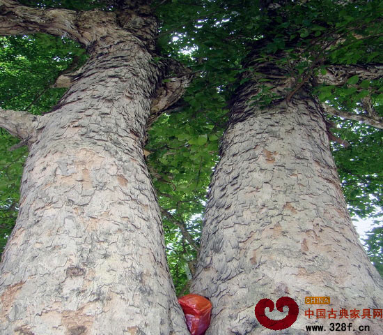 “帝王之木”也多情 貴州錦屏驚現“情侶”紫檀