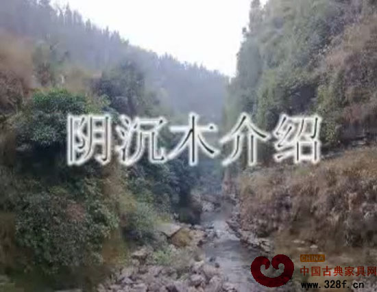 陰沉木介紹