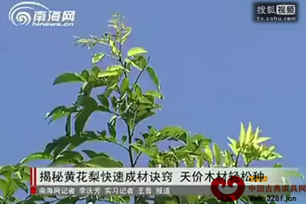 海南黃花梨種植方法（視頻）