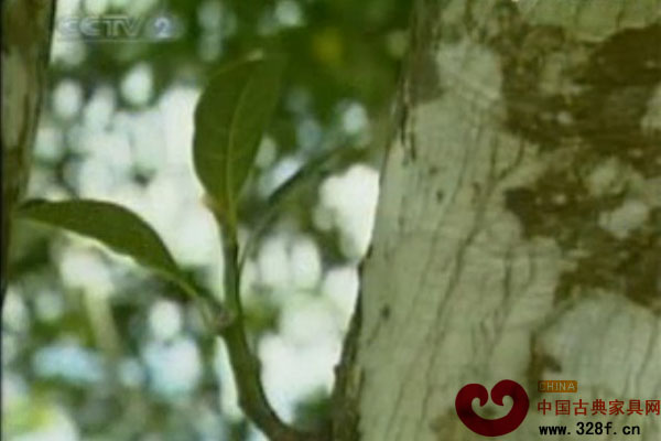 中國(guó)財(cái)富——海南黃花梨