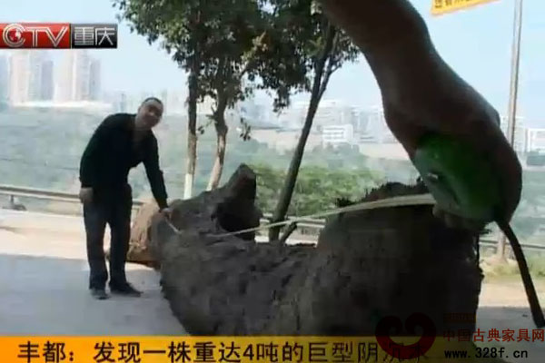 重慶豐都發現巨型陰沉木（視頻）