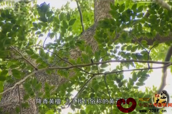 中國木文化中的紅木文化（視頻）
