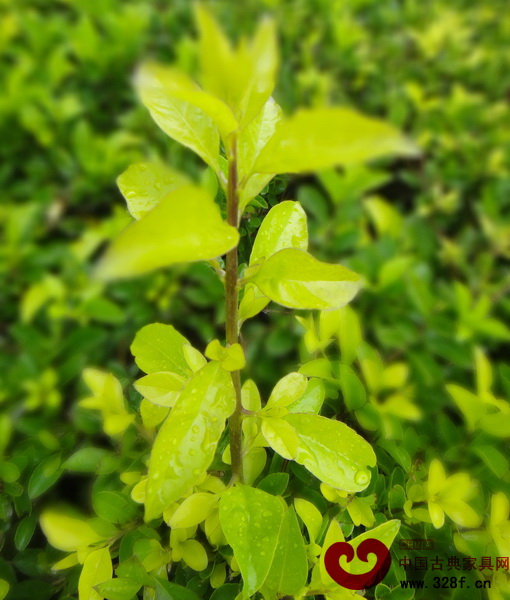 黃楊木成材所需時(shí)間之長(zhǎng)世所罕見(jiàn)(圖為小葉黃楊) 黃楊木成材所需時(shí)間之長(zhǎng)世所罕見(jiàn)(圖為小葉黃楊)