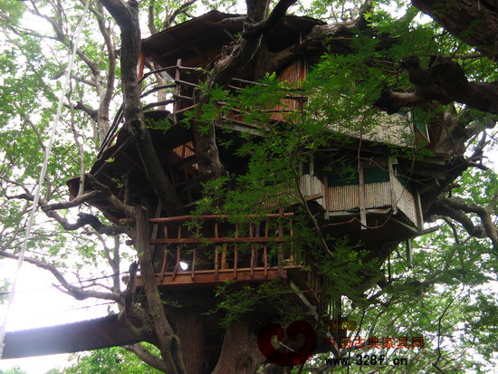 依傍大樹建造的樹屋，在盤根錯節的樹干上可建高低不同，大小不等房子，成為真正的樹上豪宅