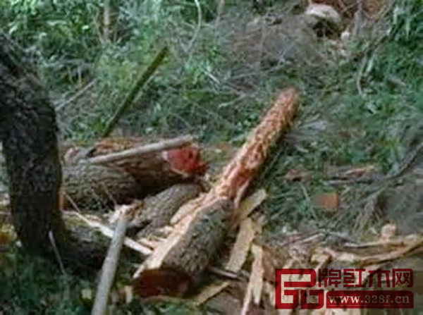 去年4月印度林業警方在查處走私活動時與走私者發生交火,現場疑似走私的木材散落一地 去年4月印度林業警方在查處走私活動時與走私者發生交火,現場疑似走私的木材散落一地