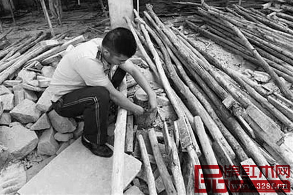 民警測量被盜花梨樹基徑 民警測量被盜花梨樹基徑
