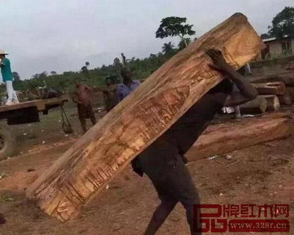 因為木材走私,不少國家的原材已經瀕臨滅絕 因為木材走私,不少國家的原材已經瀕臨滅絕