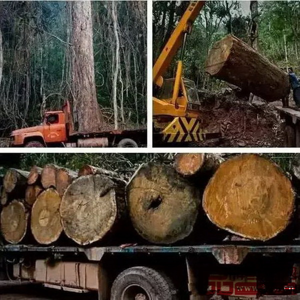 紅木原材走私被實質性打擊 紅木原材走私被實質性打擊