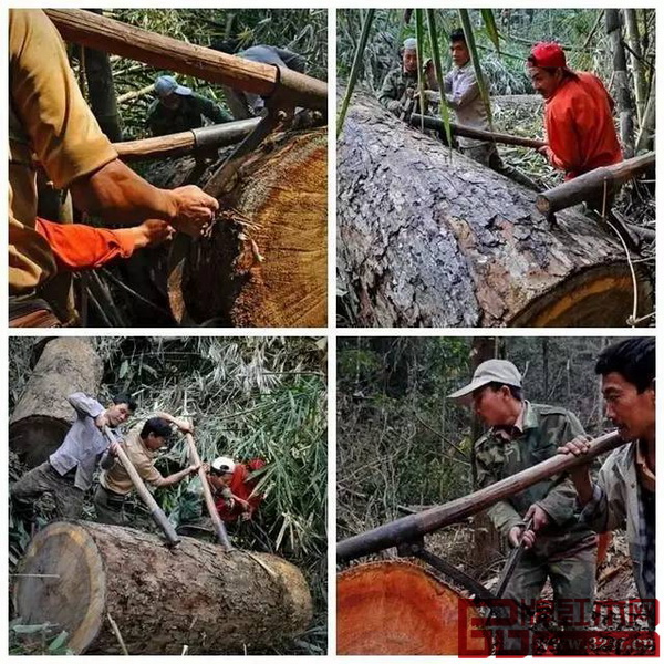 由于大量非法砍伐和走私,湄公河流域五國頻發紅木禁令 由于大量非法砍伐和走私,湄公河流域五國頻發紅木禁令