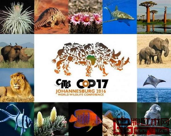 在2016年舉行的《瀕危野生動植物種國際貿易公約》第17屆締約國大會（CITES COP 17）決議將刺猬紫檀列入附錄二管制
