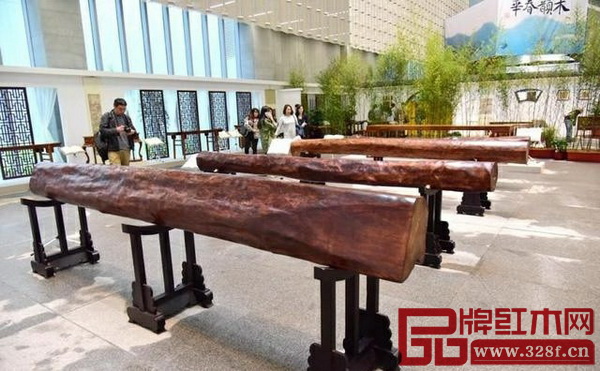 巨型海南黃花黎天然圓木