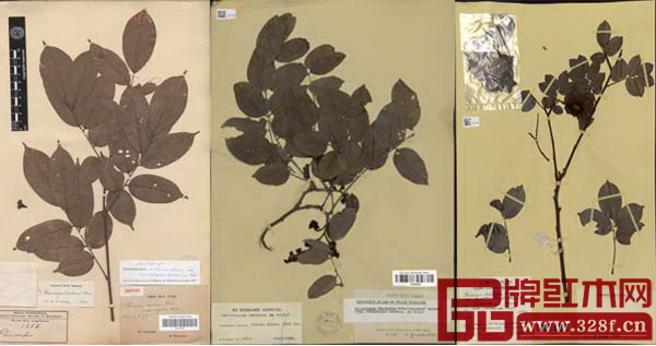 從左至右分別為染料紫檀的標本1868號，降香紫檀的標本5478號，金毛紫檀的標本2359號