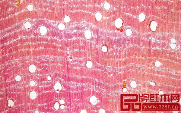 染料紫檀橫切面結構圖，上海木材工業研究所供圖