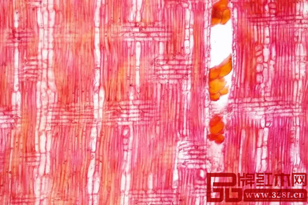染料紫檀徑切面結構圖，上海木材工業研究所供圖