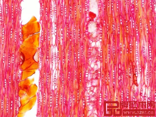 染料紫檀弦切面結構圖，上海木材工業研究所供圖