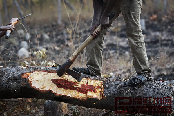 為了獲得盡可能高品質的木材，中國商人教給當地伐木工一個簡單的“質檢”方法：把樹砍開一個口子，取一小片芯材扔進半瓶水中。如果立即下沉且沒有氣泡就是好木材，反之就不是受商人青睞的“好樹”。這片原始森林中，可以看到很多像留下了傷痕的血檀木。圖為一棵沒有通過“質量檢測”的血檀。（圖片來源：盧廣∕Greenpeace綠色和平）