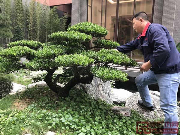 園藝人對綠植花卉等進行修剪、整理
