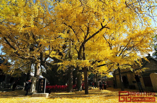 “中國最美古樹”之一——山東省日照市莒縣浮來山鎮(zhèn)定林寺銀杏樹 “中國最美古樹”之一——山東省日照市莒縣浮來山鎮(zhèn)定林寺銀杏樹