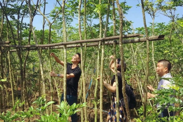 2018年5月，區(qū)氏臻品團(tuán)隊(duì)深入海南，拜訪了當(dāng)?shù)囟辔稽S花梨行家，共同探討海黃存量、開料等，并深入走訪了龍泉鎮(zhèn)花梨街。