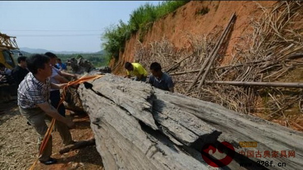 工作人員將烏木移送至浮梁古縣衙景區內進行保護