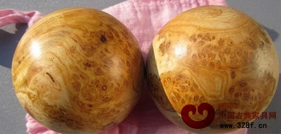 杏木根