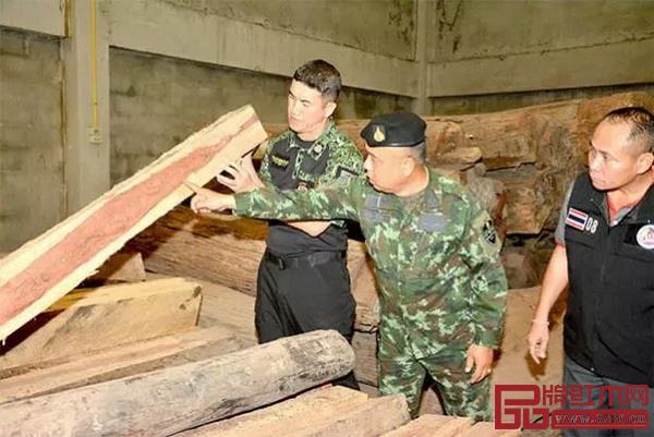 泰國森林官員、警員在北欖府地方行政工作人員陪同下，查驗這批非法砍伐的原木和加工板枋（圖片來源：《曼谷郵報》）