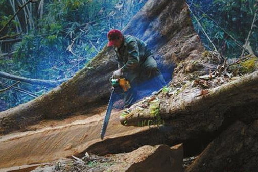 CITES建議停止老撾交趾黃檀和尼日利亞刺猬紫檀的國際貿易