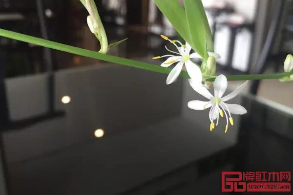 紫光檀 紫光檀