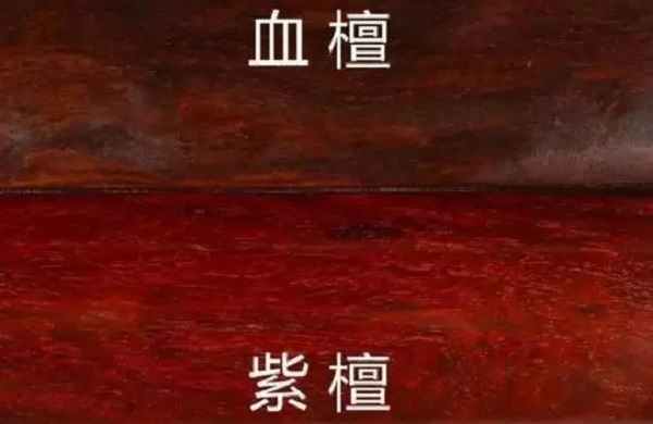 血檀為什么會爆火，木材優缺點是什么