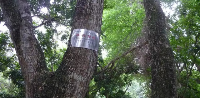 降香黃檀(黃花梨)價(jià)格一直攀升走高 深受人們的喜愛(ài)