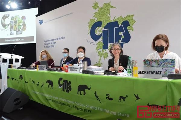 為保護西部非洲刺猬紫檀,減輕其自不可持續和非法貿易所遭受的困擾,將采取更加嚴厲的管理措施 為保護西部非洲刺猬紫檀,減輕其自不可持續和非法貿易所遭受的困擾,將采取更加嚴厲的管理措施