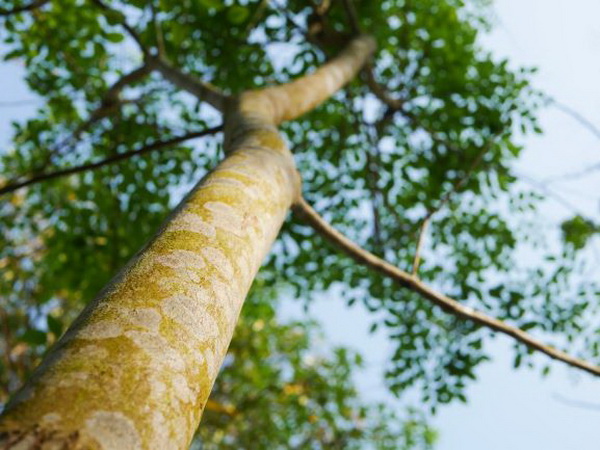 越南將對大紅酸枝和白酸枝推行五年“禁令”
