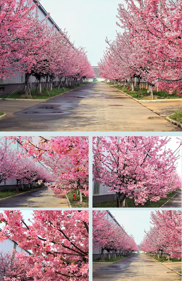 國壽紅木湖北園林式生產(chǎn)基地滿園櫻花盛開 國壽紅木湖北園林式生產(chǎn)基地滿園櫻花盛開