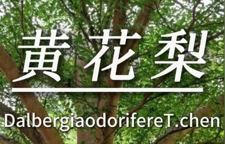 紅木科普知識（一）：黃花梨